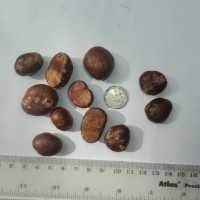 Mesua stylosa (Thwaites) Kosterm.